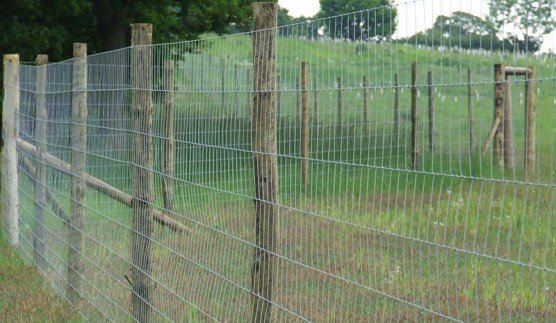 Deer Fencing.jpg