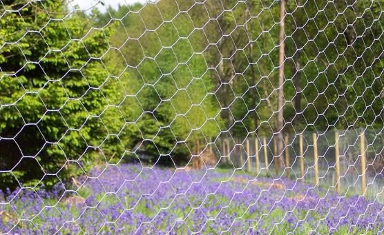 Rabbit Netting.jpg