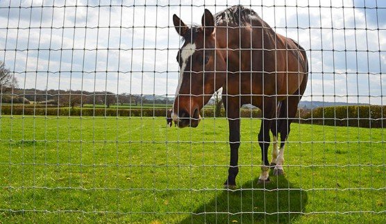 Horse Fencing.jpg